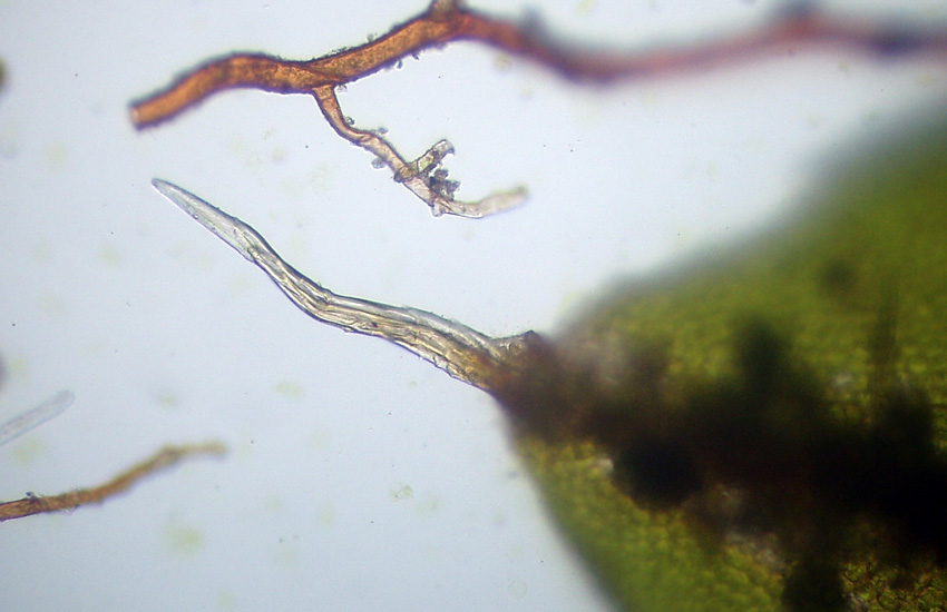 Usando le chiavi di Dryades... Syntrichia papillosa?